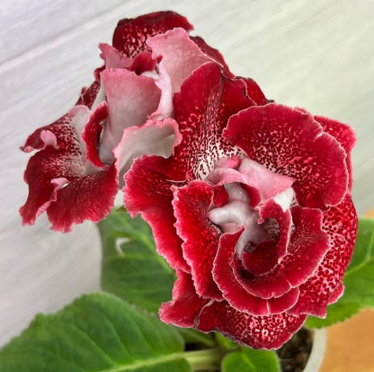 Gloxinia " Lady in Red " 5 Seeds