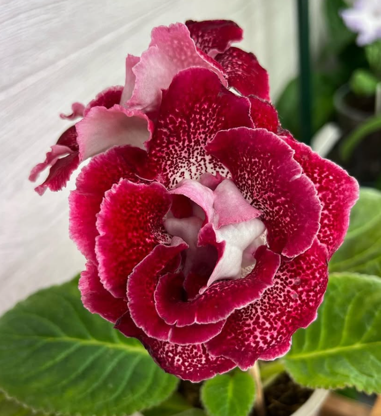 Gloxinia " Lady in Red " 5 Seeds