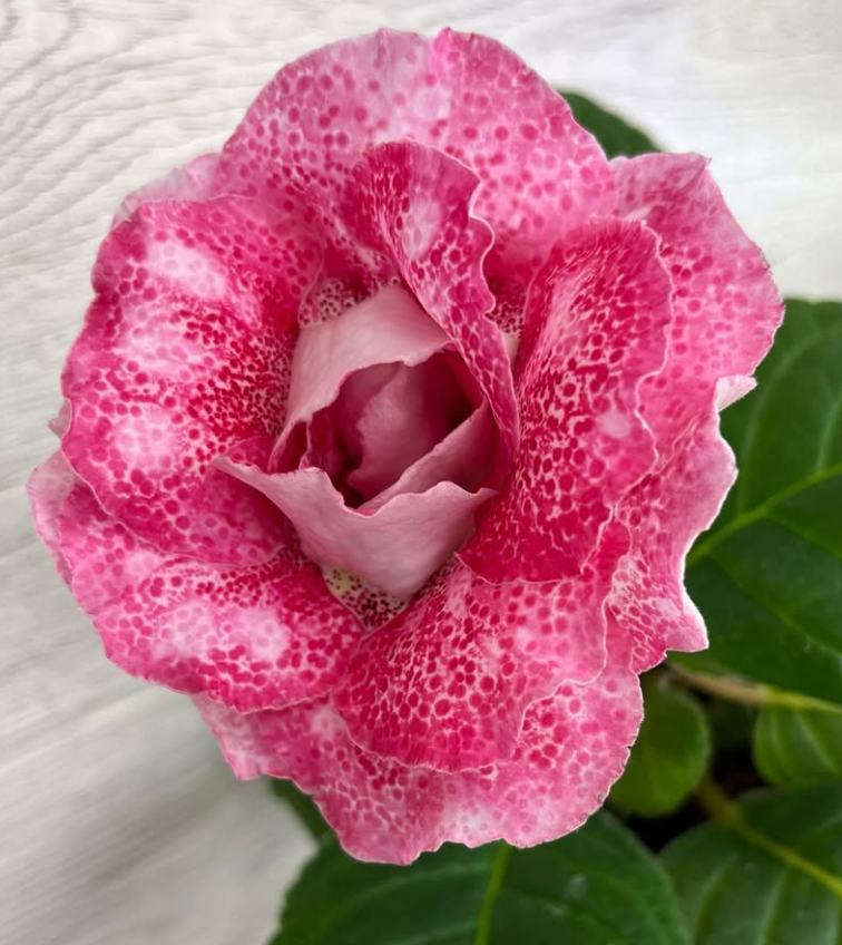 Gloxinia " The Legacy of the Gods " 5 Seeds