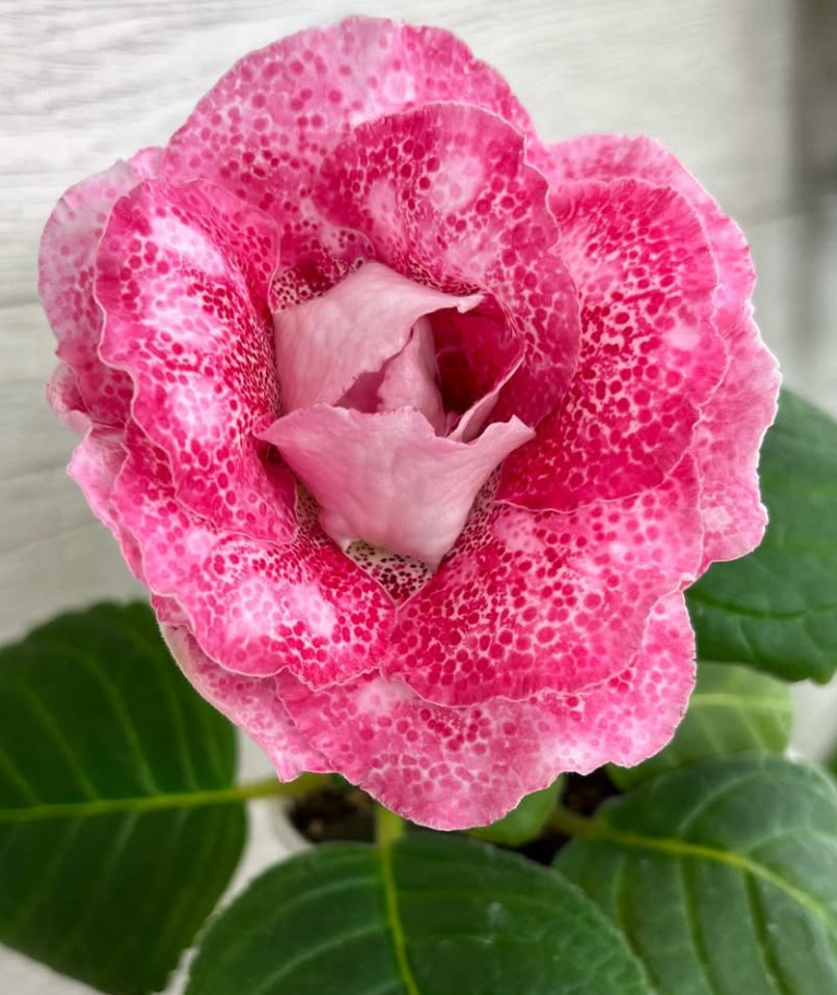 Gloxinia " The Legacy of the Gods " 5 Seeds