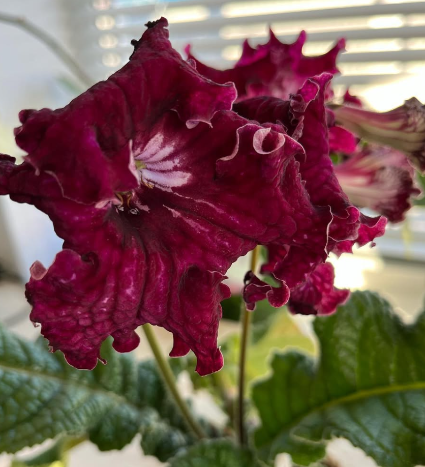 Streptocarpus " Randy " 55 Seeds