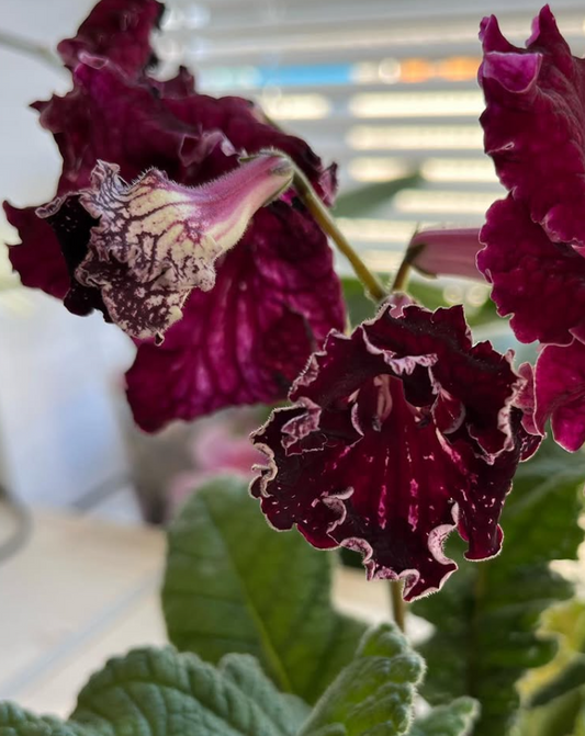 Streptocarpus " Randy " 55 Seeds