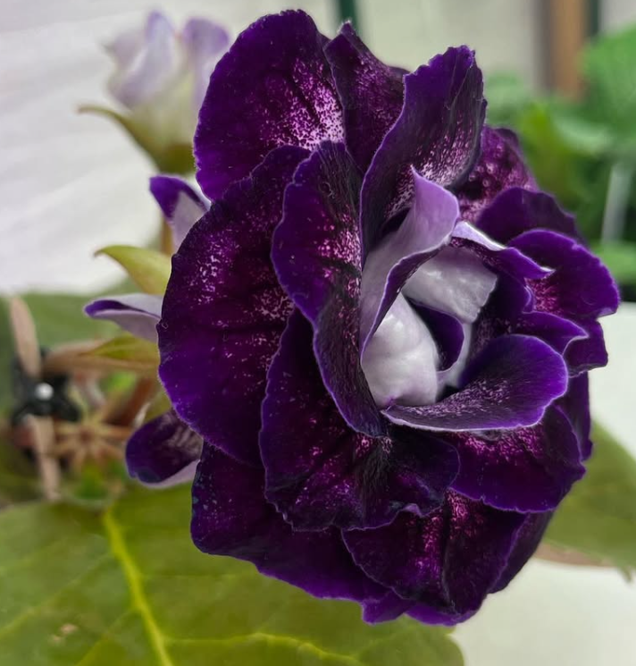 Gloxinia " Royal Night " 5 Seeds