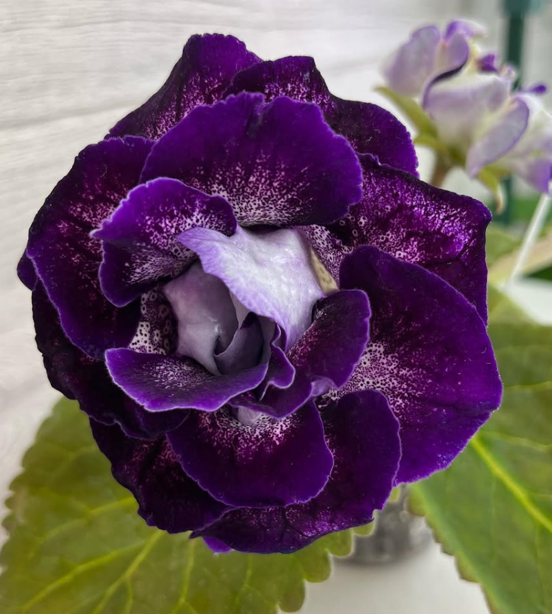 Gloxinia " Royal Night " 5 Seeds