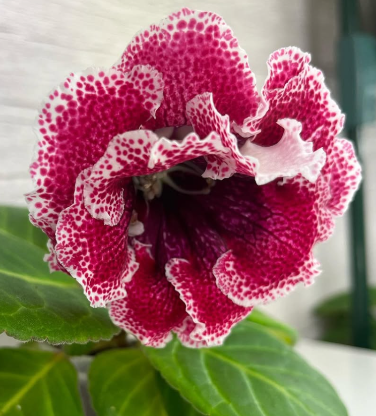 Gloxinia " Strawberries " 5 Seeds