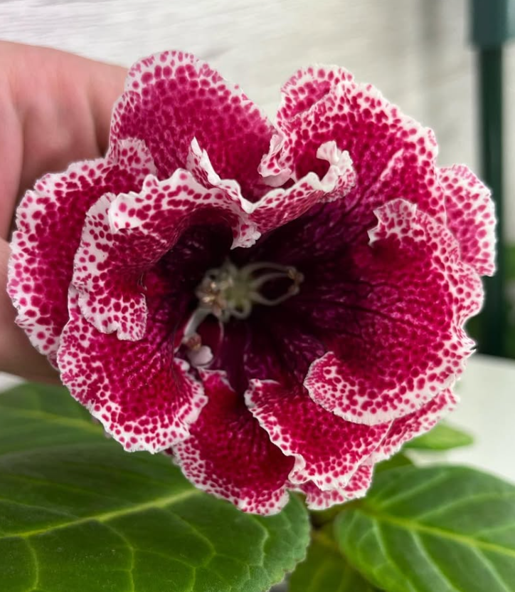 Gloxinia " Strawberries " 5 Seeds