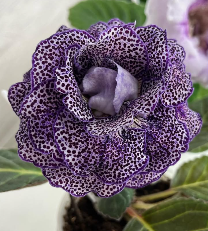Gloxinia " Monsignor " 5 Seeds