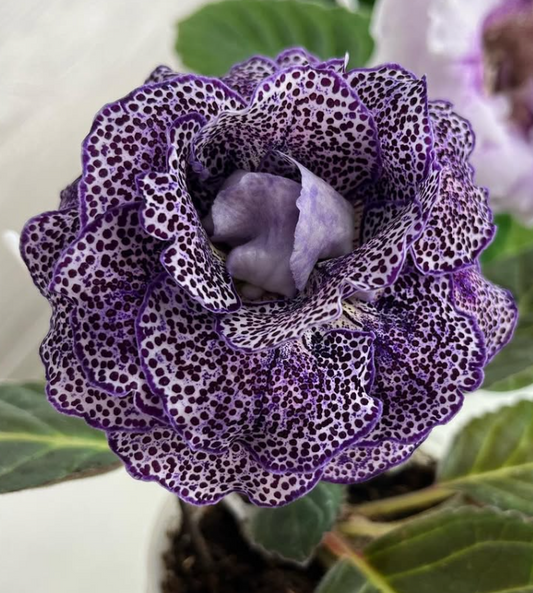 Gloxinia " Monsignor " 5 Seeds