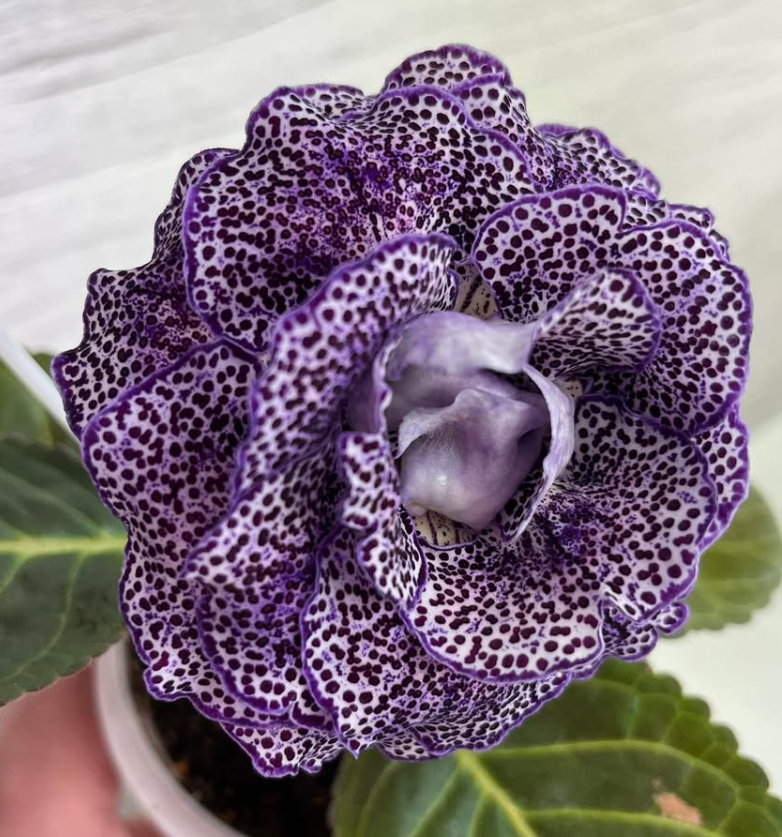 Gloxinia " Monsignor " 5 Seeds