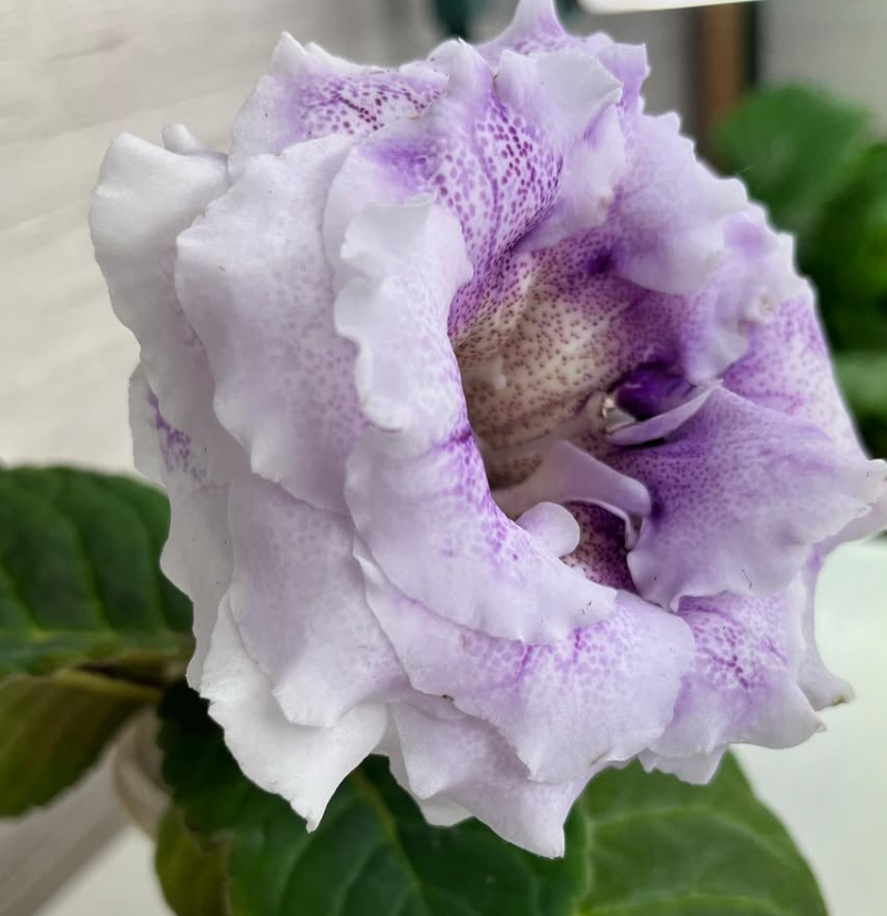 Gloxinia " Winter Morning " 5 Seeds
