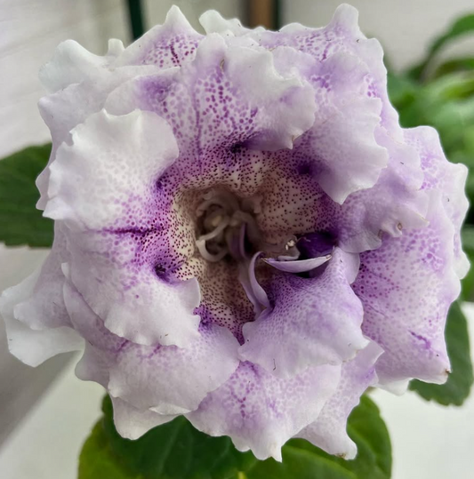 Gloxinia " Winter Morning " 5 Seeds