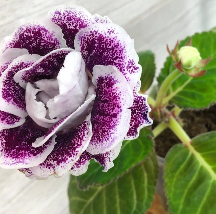 Gloxinia " Brittle " 5 Seeds
