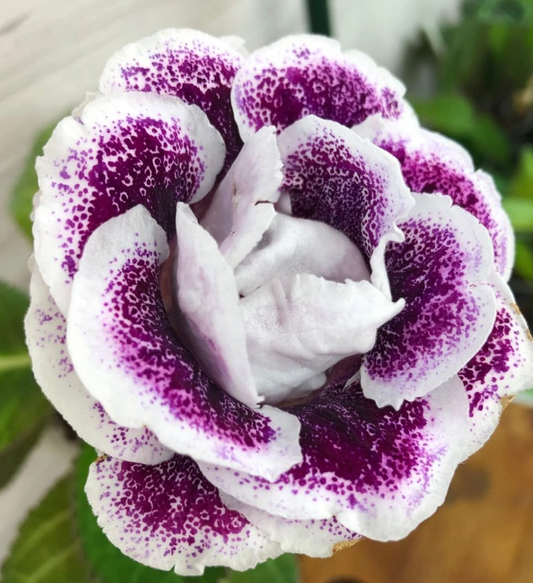 Gloxinia " Brittle " 5 Seeds