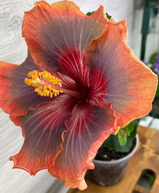 Hibiscus Firebird 50 Seeds