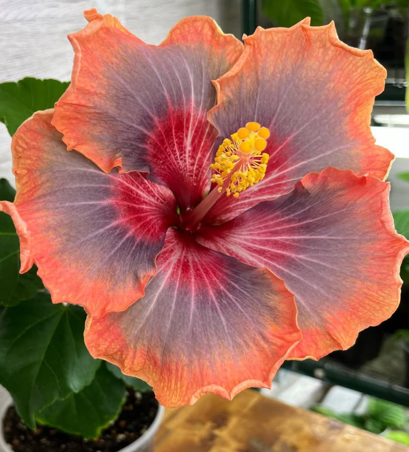 Hibiscus Firebird 50 Seeds