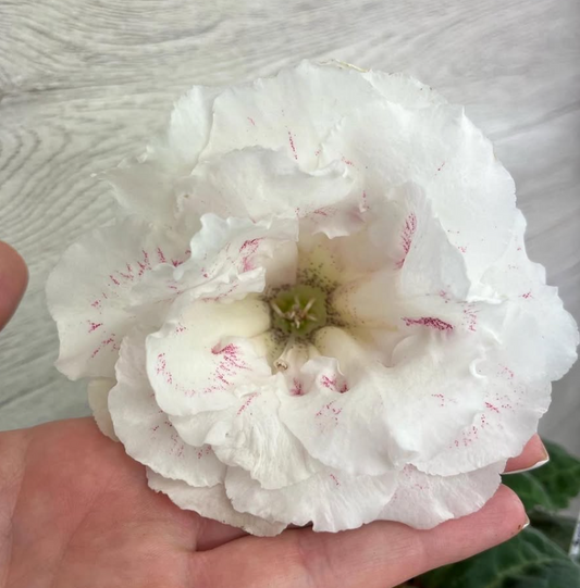 Gloxinia " White Blizzard " 5 Seeds