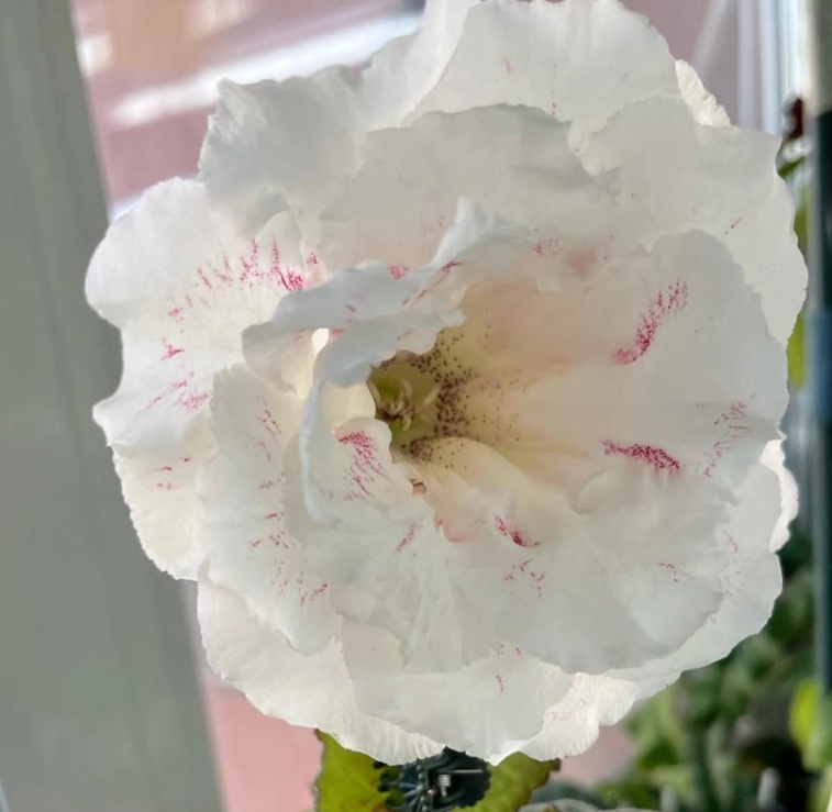 Gloxinia " White Blizzard " 5 Seeds