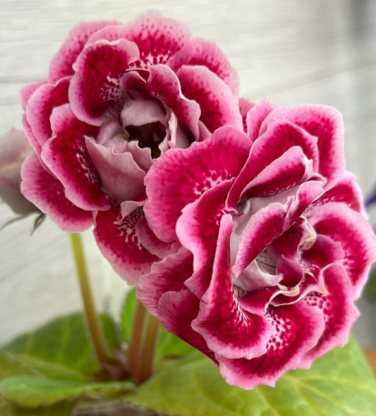 Gloxinia " Tutti Frutti " 5 Seeds