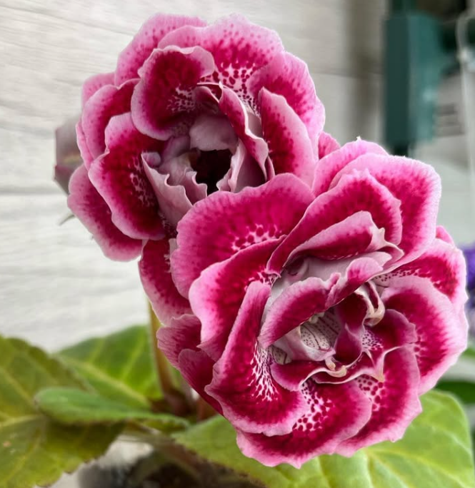 Gloxinia " Tutti Frutti " 5 Seeds