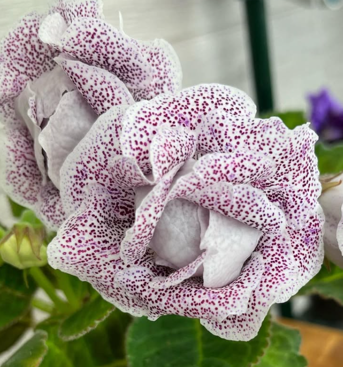 Gloxinia " Hawaiian Rose " 5 Seeds