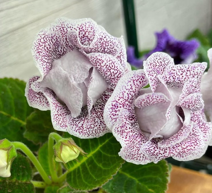 Gloxinia " Hawaiian Rose " 5 Seeds