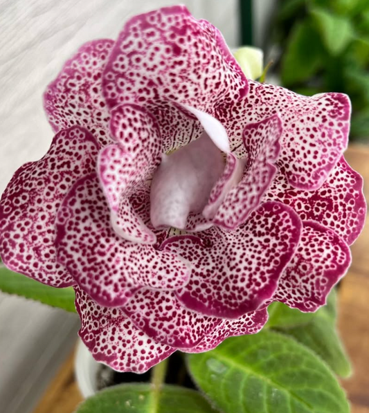 Gloxinia " Sweet Cherry " 5 Seeds