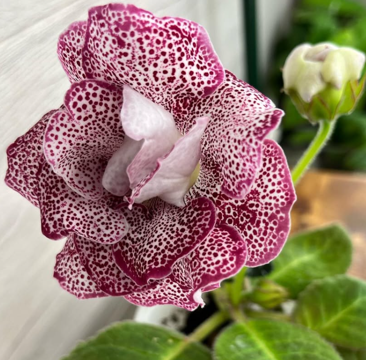 Gloxinia " Sweet Cherry " 5 Seeds