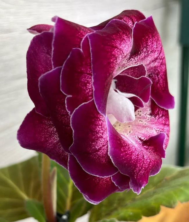 Gloxinia " Sat-Virginia " 5 Seeds