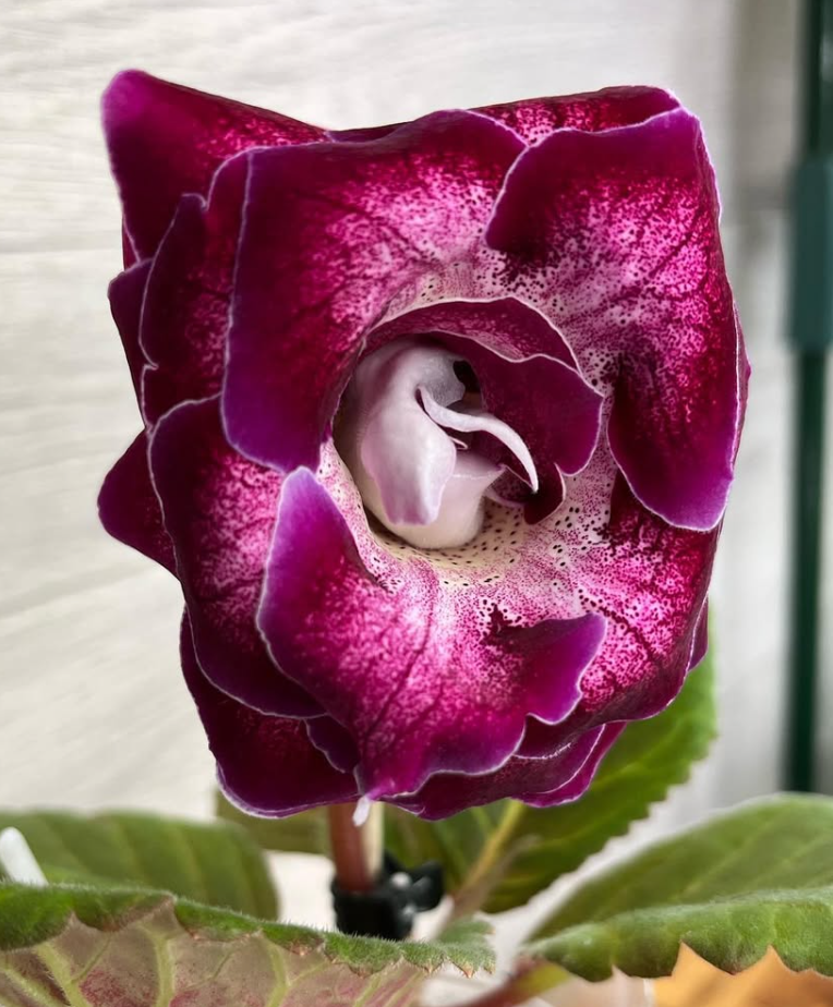 Gloxinia " Sat-Virginia " 5 Seeds