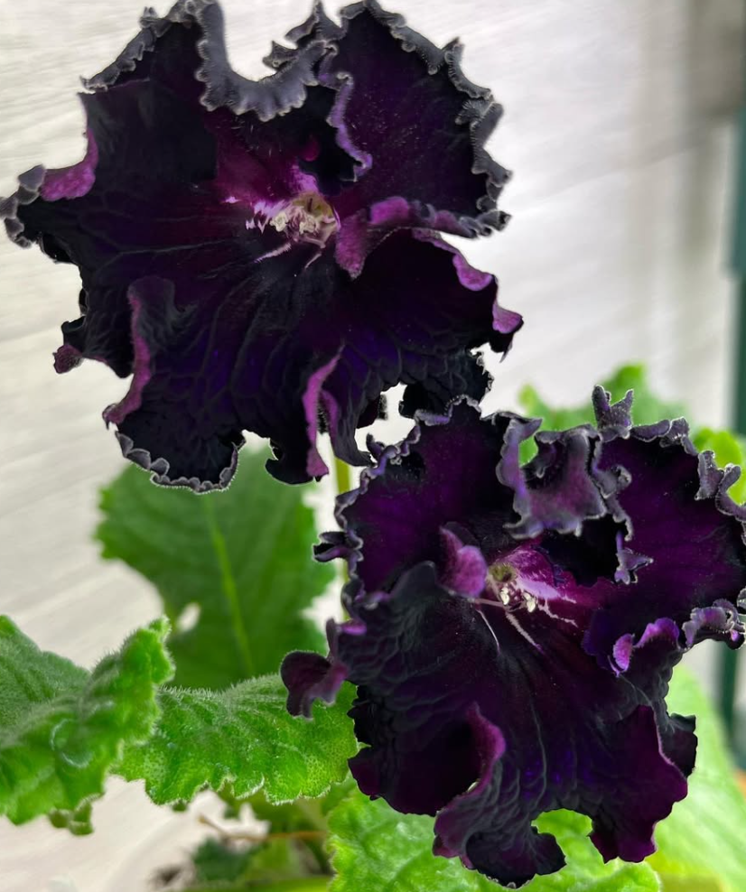 Streptocarpus " Black Swan " 55 Seeds