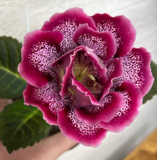 Gloxinia " Love " 5 Seeds