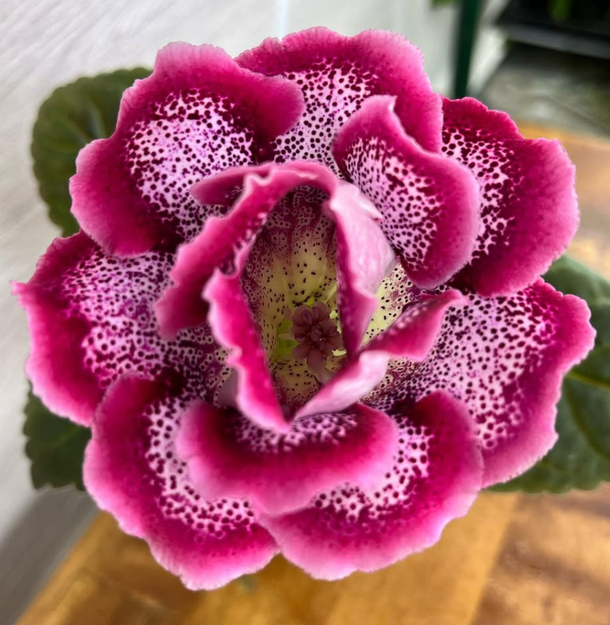 Gloxinia " Love " 5 Seeds
