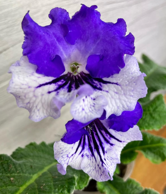 Streptocarpus " Dandy " 55 Seeds