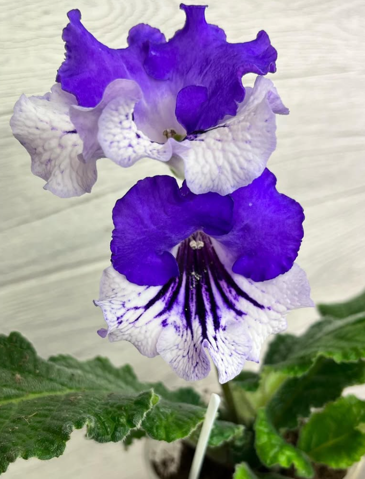 Streptocarpus " Dandy " 55 Seeds