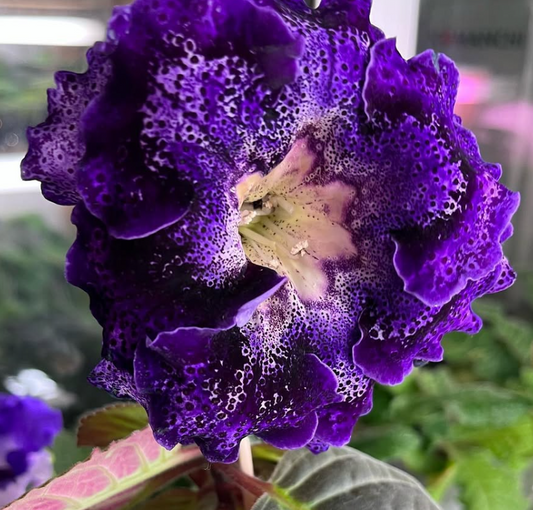 Gloxinia " Rebel " 5 Seeds
