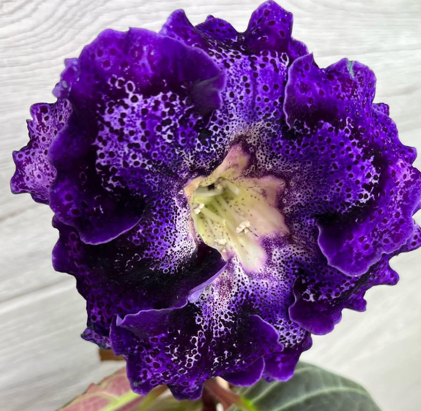 Gloxinia " Rebel " 5 Seeds