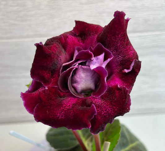 Gloxinia " Luxury " 5 Seeds
