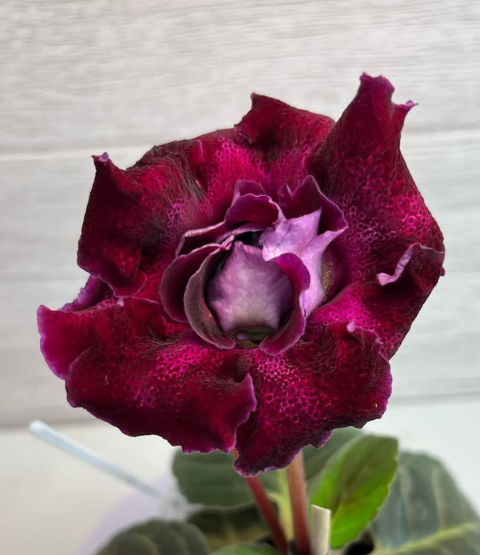 Gloxinia " Luxury " 5 Seeds