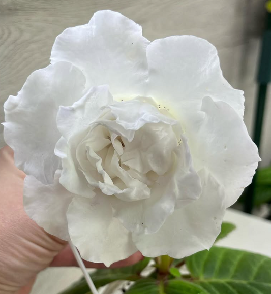 Gloxinia " Britney " 5 Seeds