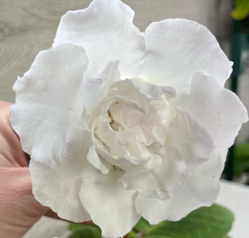 Gloxinia " Britney " 5 Seeds