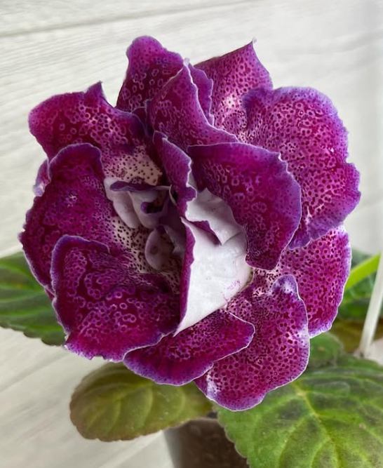Gloxinia " Maggini " 5 Seeds