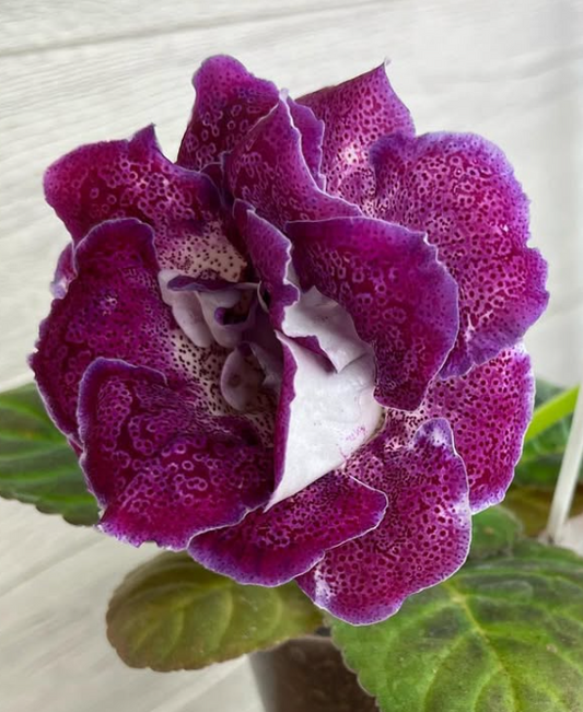 Gloxinia " Maggini " 5 Seeds