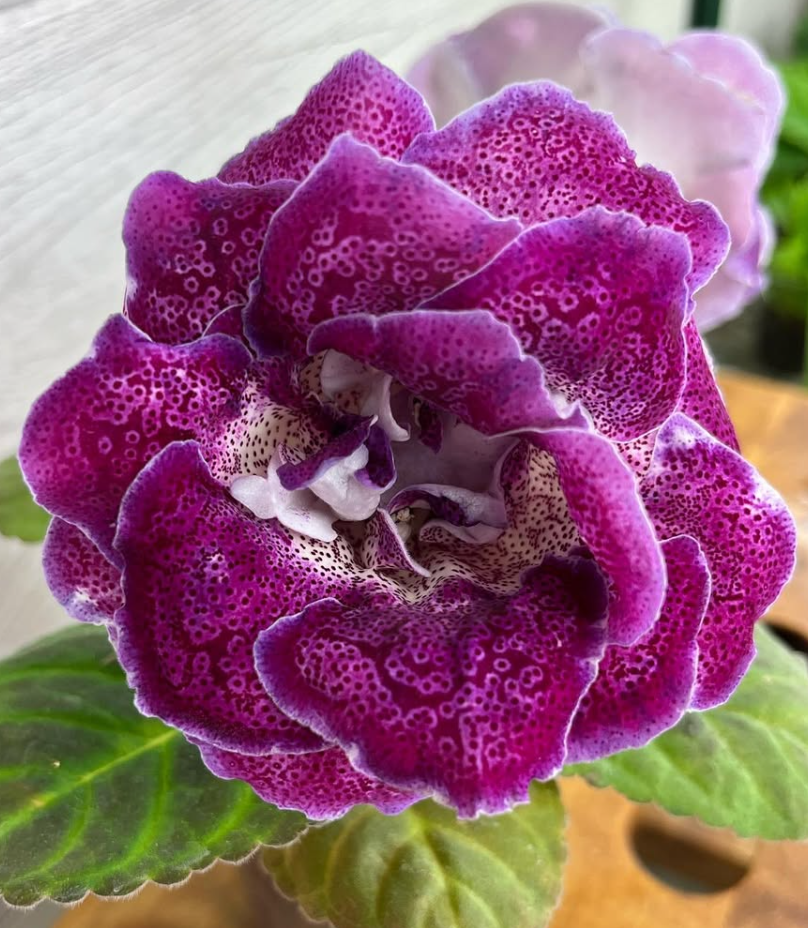 Gloxinia " Maggini " 5 Seeds