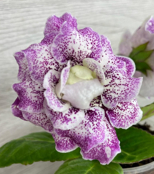 Gloxinia " Frosty Baby " 5 Seeds