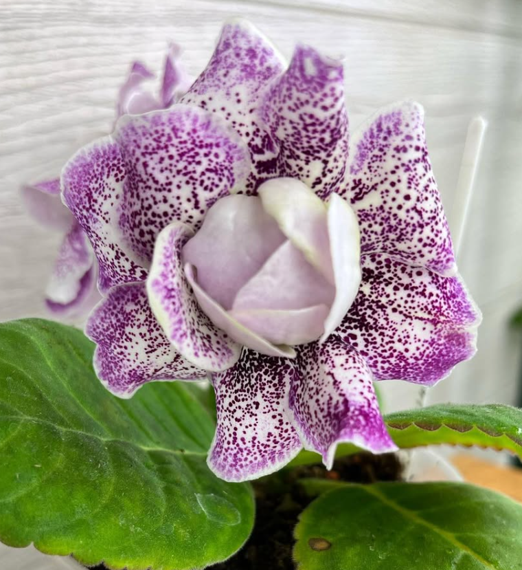 Gloxinia " Frosty Baby " 5 Seeds