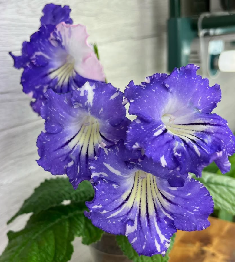Streptocarpus " February " 55 Seeds