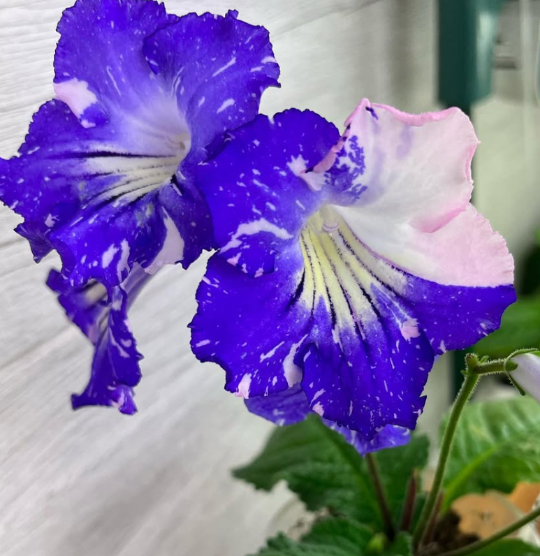 Streptocarpus " February " 55 Seeds