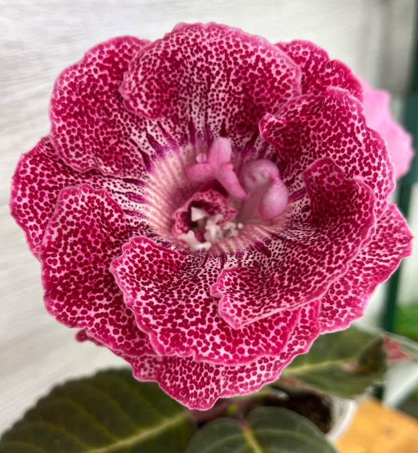 Gloxinia " Little berry " 5 Seeds