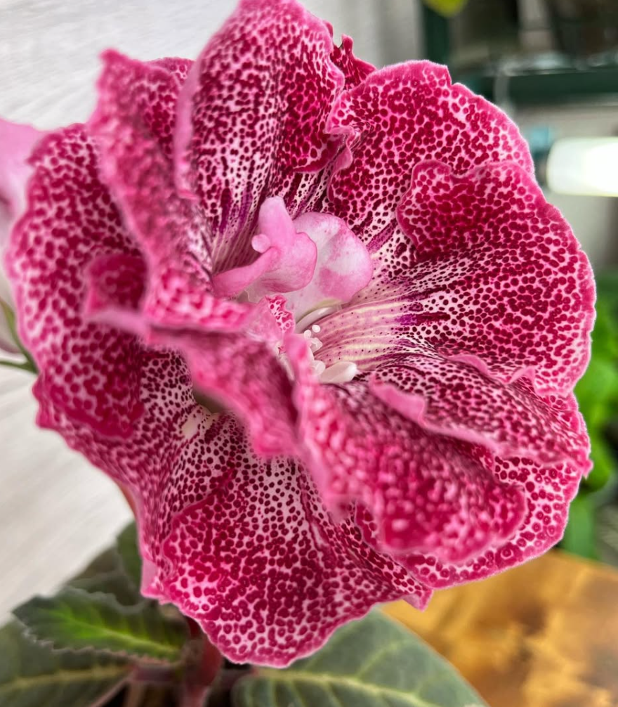 Gloxinia " Little berry " 5 Seeds