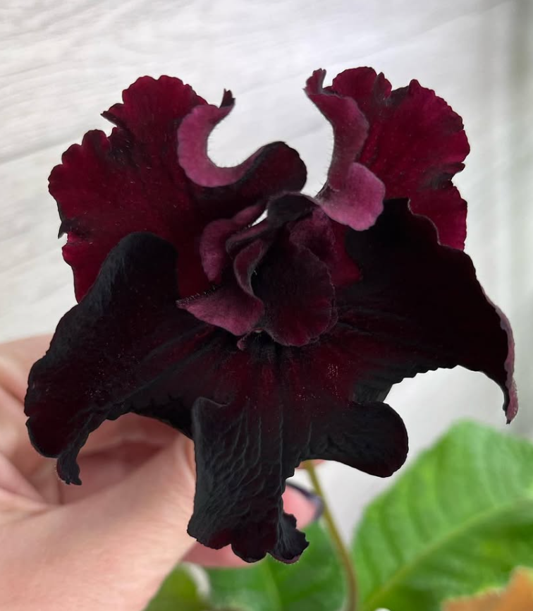 Streptocarpus " Alpha " 55 Seeds